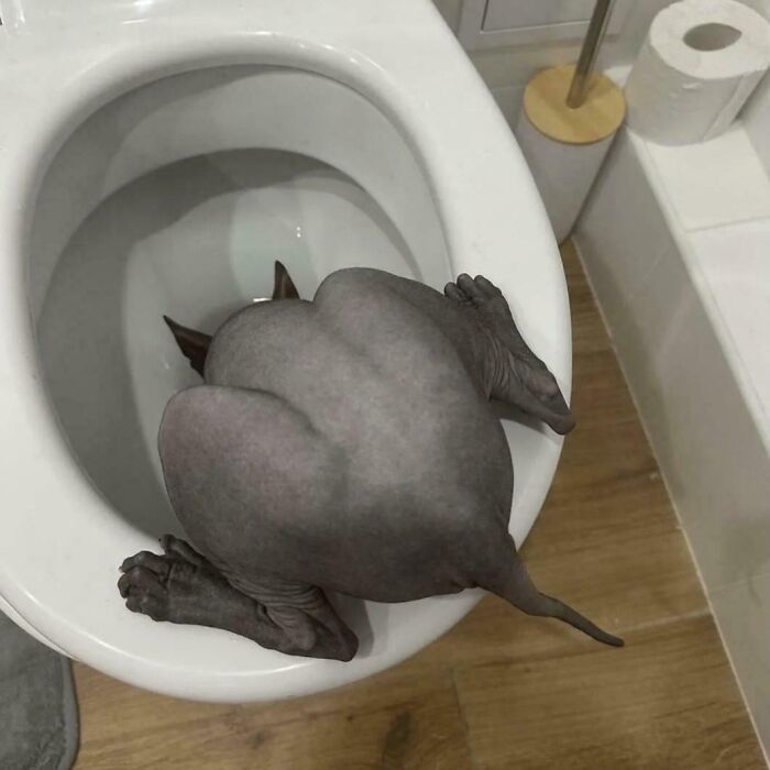 67 Hilarious Images That Are Somehow Both Blessed And Cursed 67 Hilarious Images That Are Somehow Both Blessed And Cursed