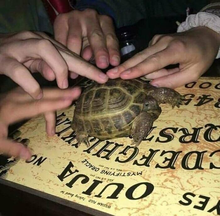 67 Hilarious Images That Are Somehow Both Blessed And Cursed 67 Hilarious Images That Are Somehow Both Blessed And Cursed