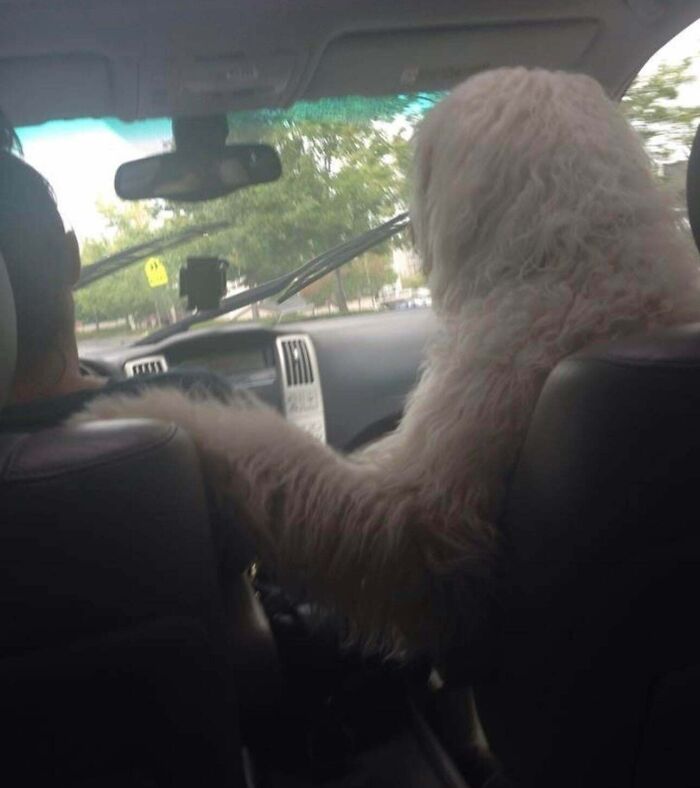 67 Hilarious Images That Are Somehow Both Blessed And Cursed 67 Hilarious Images That Are Somehow Both Blessed And Cursed
