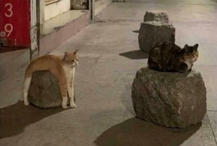67 Hilarious Images That Are Somehow Both Blessed And Cursed 67 Hilarious Images That Are Somehow Both Blessed And Cursed