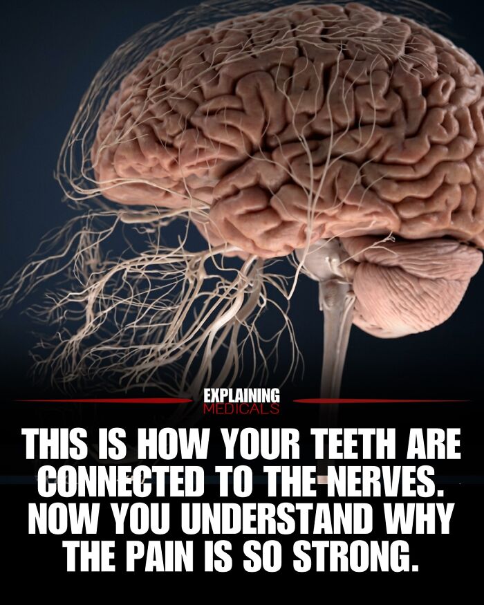 &ldquo;The Patient Has 81 Teeth&rdquo;: 61 Facts About Health And The Human Body That Show Just How Strange We Really Are