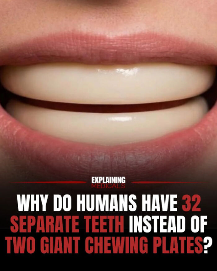 &ldquo;The Patient Has 81 Teeth&rdquo;: 61 Facts About Health And The Human Body That Show Just How Strange We Really Are