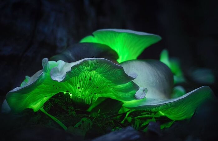115 Photos And Facts That Showcase Just How Incredible Our World Really Is 115 Photos And Facts That Showcase Just How Incredible Our World Really Is