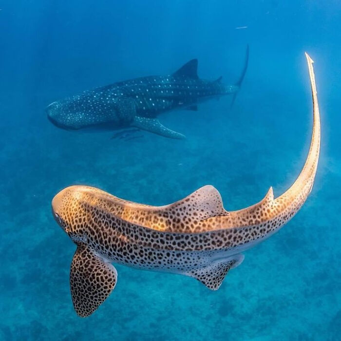 115 Photos And Facts That Showcase Just How Incredible Our World Really Is 115 Photos And Facts That Showcase Just How Incredible Our World Really Is