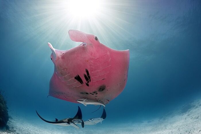 115 Photos And Facts That Showcase Just How Incredible Our World Really Is 115 Photos And Facts That Showcase Just How Incredible Our World Really Is