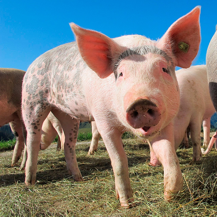 Experts Warn ‘Spoiled Pig Syndrome’ Could Be The Bizarre Relationship Trend That Ruins Modern Dating Experts Warn ‘Spoiled Pig Syndrome’ Could Be The Bizarre Relationship Trend That Ruins Modern Dating