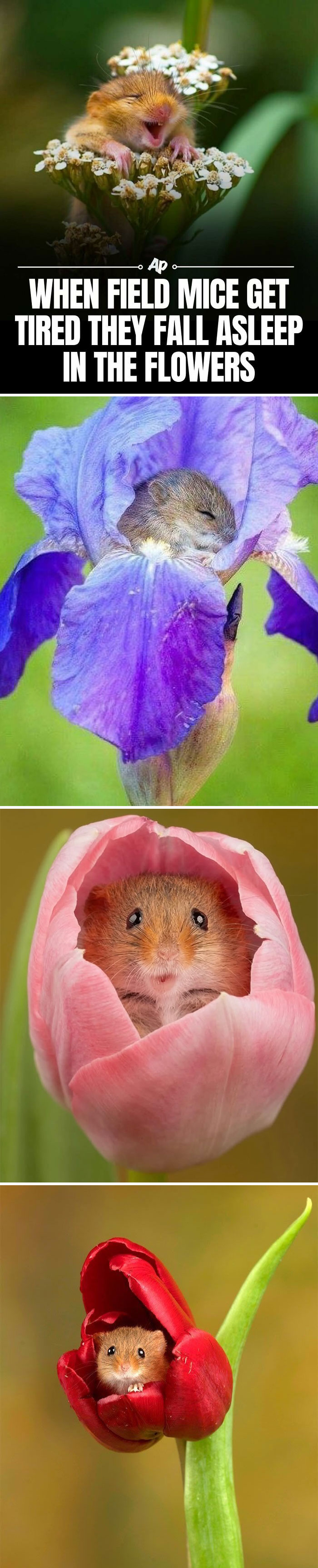 63 Interesting And Cool Animal Facts You Don&rsquo;t Actually Need But Will Never Regret Learning