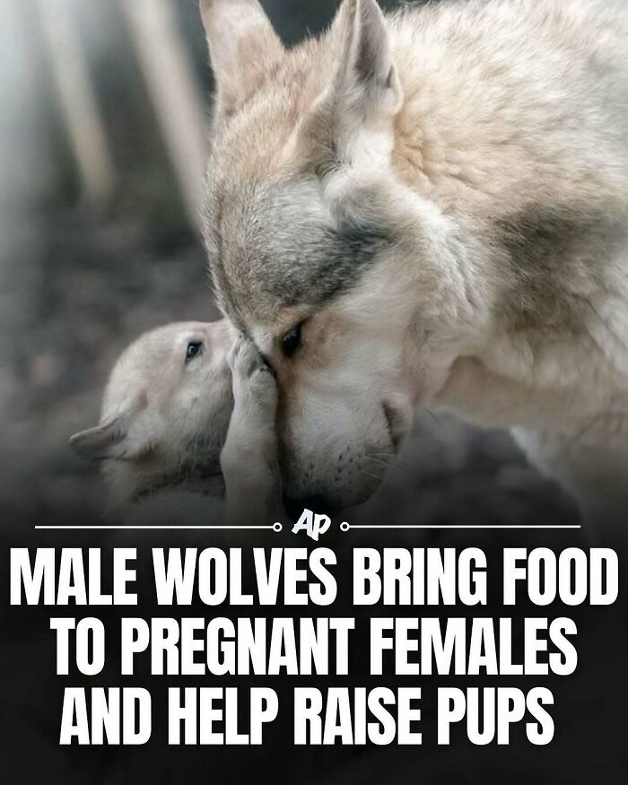 63 Interesting And Cool Animal Facts You Don&rsquo;t Actually Need But Will Never Regret Learning