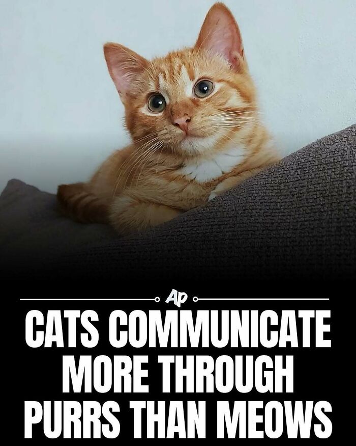 63 Interesting And Cool Animal Facts You Don&rsquo;t Actually Need But Will Never Regret Learning