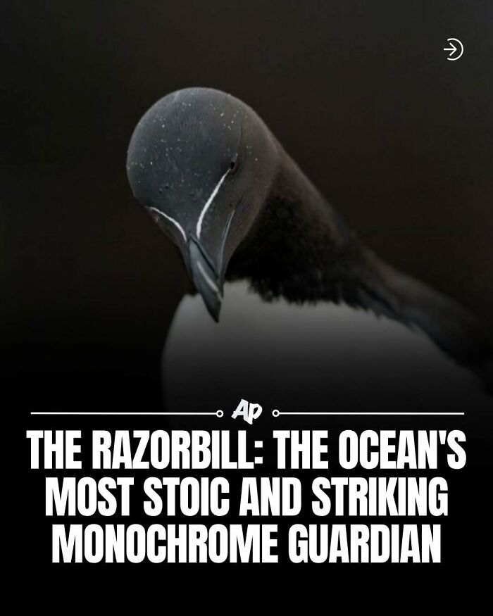 63 Interesting And Cool Animal Facts You Don&rsquo;t Actually Need But Will Never Regret Learning