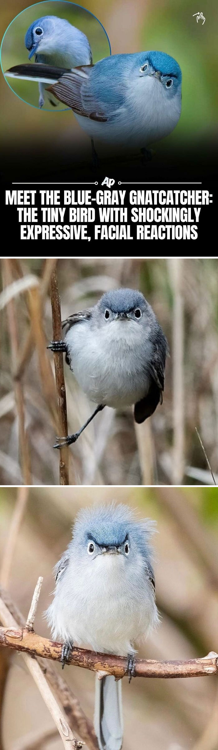 63 Interesting And Cool Animal Facts You Don&rsquo;t Actually Need But Will Never Regret Learning