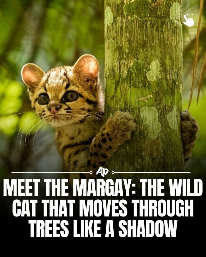 63 Interesting And Cool Animal Facts You Don&rsquo;t Actually Need But Will Never Regret Learning