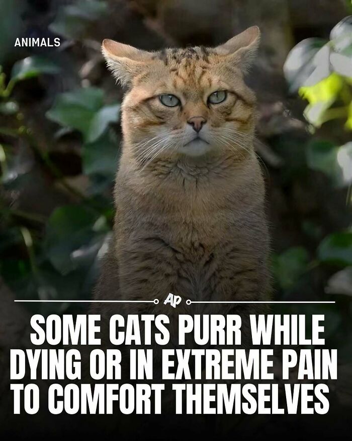 63 Interesting And Cool Animal Facts You Don&rsquo;t Actually Need But Will Never Regret Learning