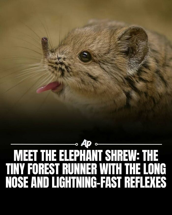 63 Interesting And Cool Animal Facts You Don&rsquo;t Actually Need But Will Never Regret Learning