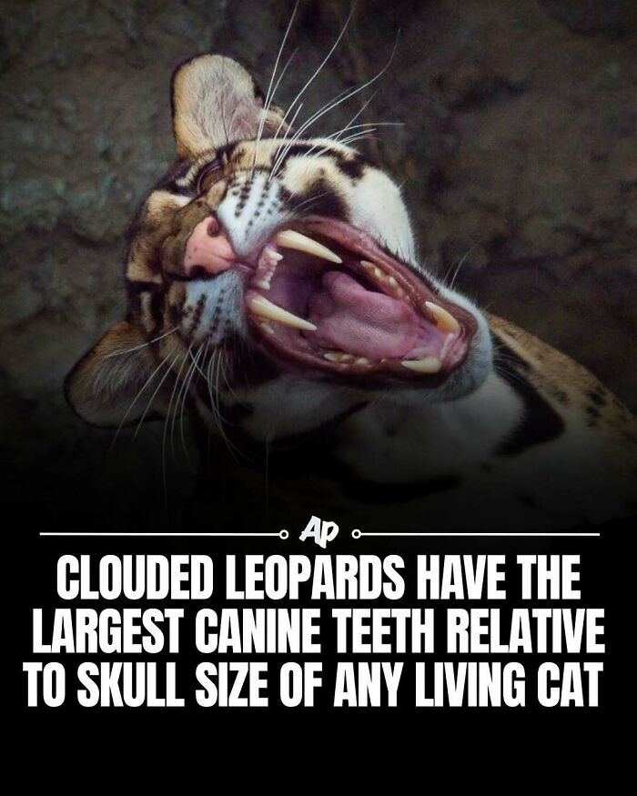 63 Interesting And Cool Animal Facts You Don&rsquo;t Actually Need But Will Never Regret Learning