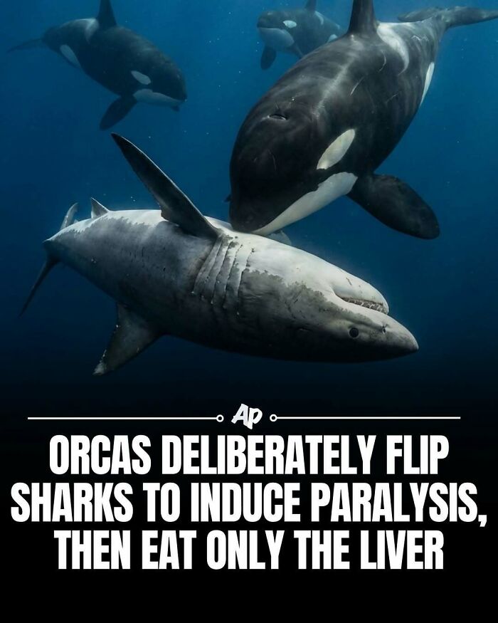 63 Interesting And Cool Animal Facts You Don&rsquo;t Actually Need But Will Never Regret Learning