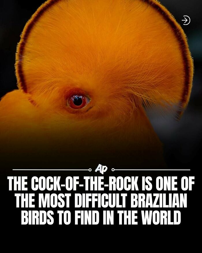 63 Interesting And Cool Animal Facts You Don&rsquo;t Actually Need But Will Never Regret Learning