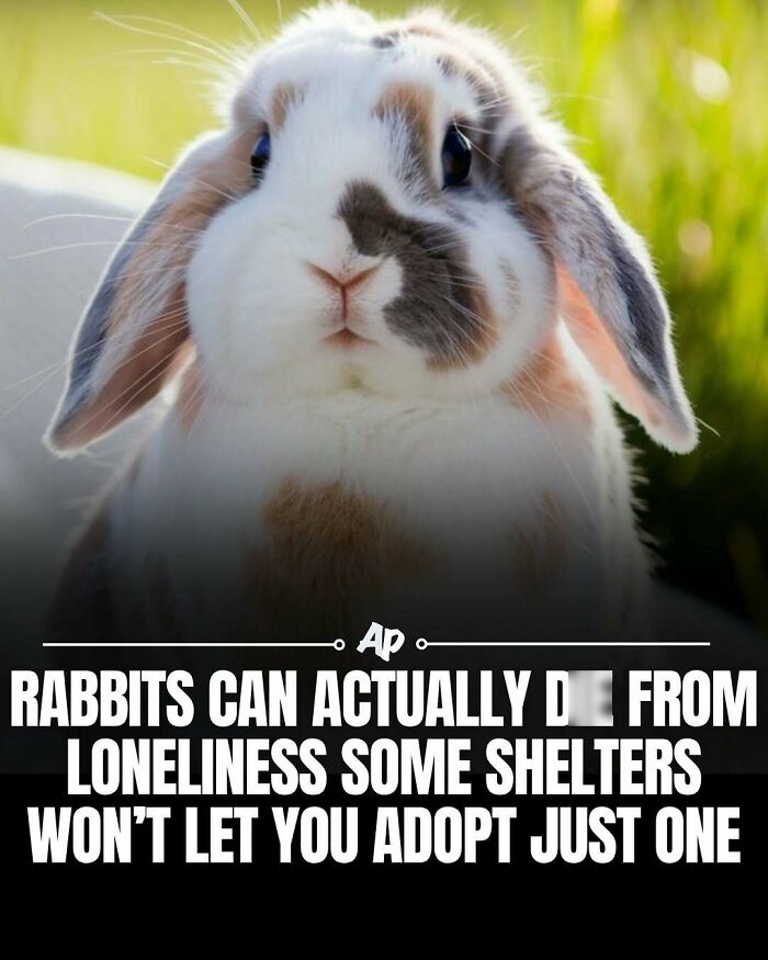 63 Interesting And Cool Animal Facts You Don&rsquo;t Actually Need But Will Never Regret Learning