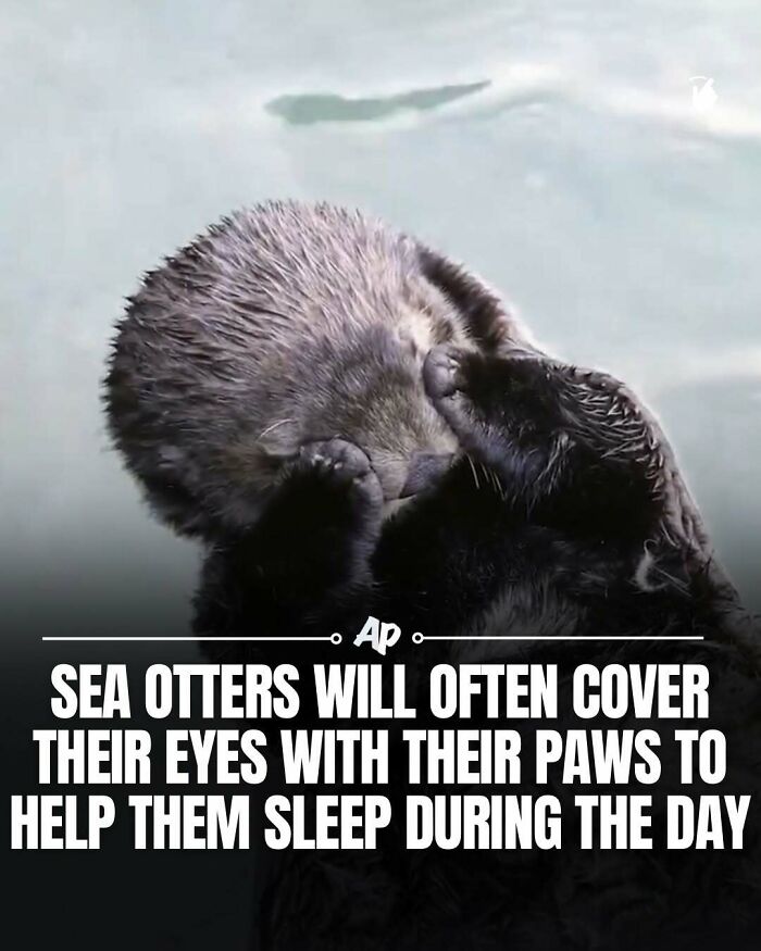63 Interesting And Cool Animal Facts You Don&rsquo;t Actually Need But Will Never Regret Learning