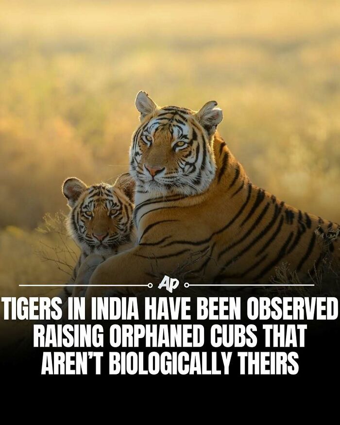 63 Interesting And Cool Animal Facts You Don&rsquo;t Actually Need But Will Never Regret Learning