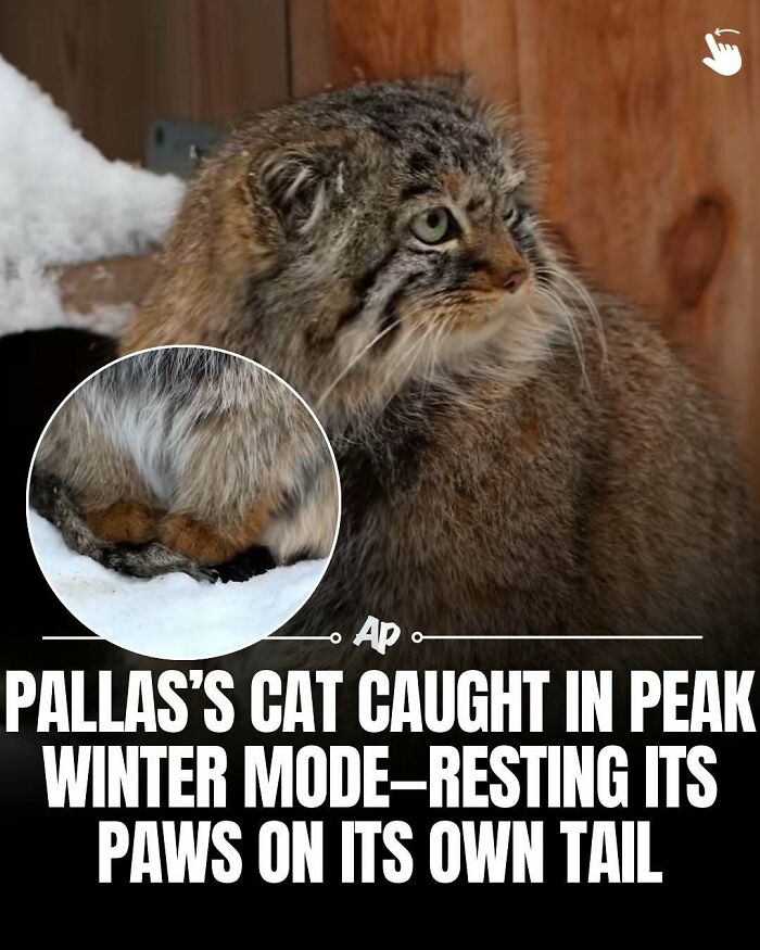 63 Interesting And Cool Animal Facts You Don&rsquo;t Actually Need But Will Never Regret Learning