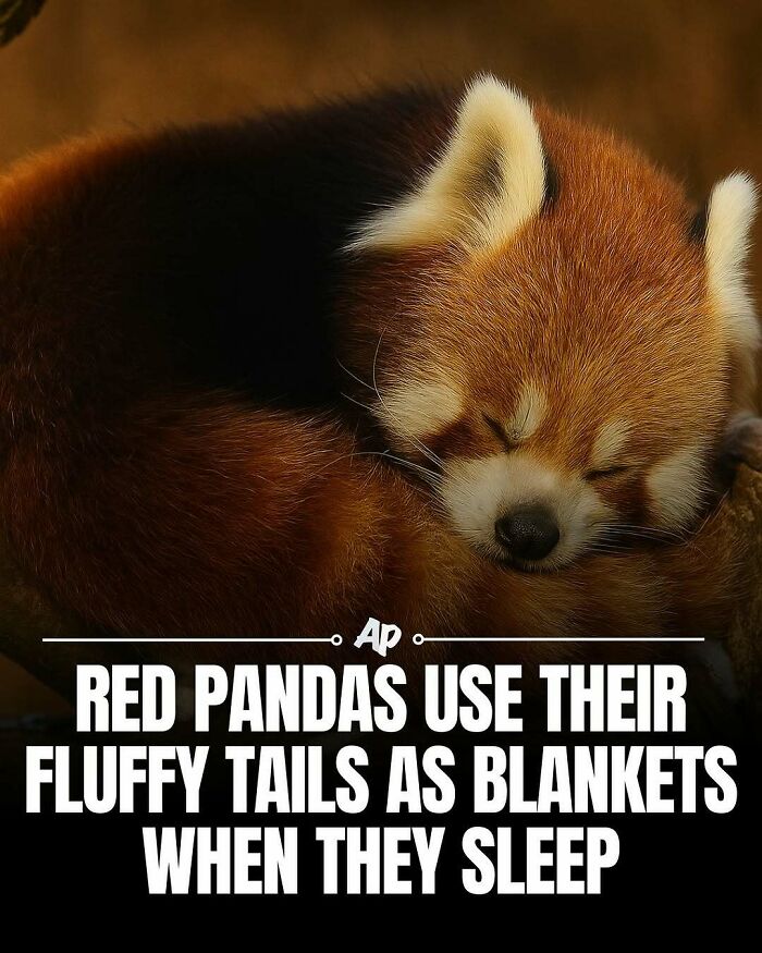 63 Interesting And Cool Animal Facts You Don&rsquo;t Actually Need But Will Never Regret Learning