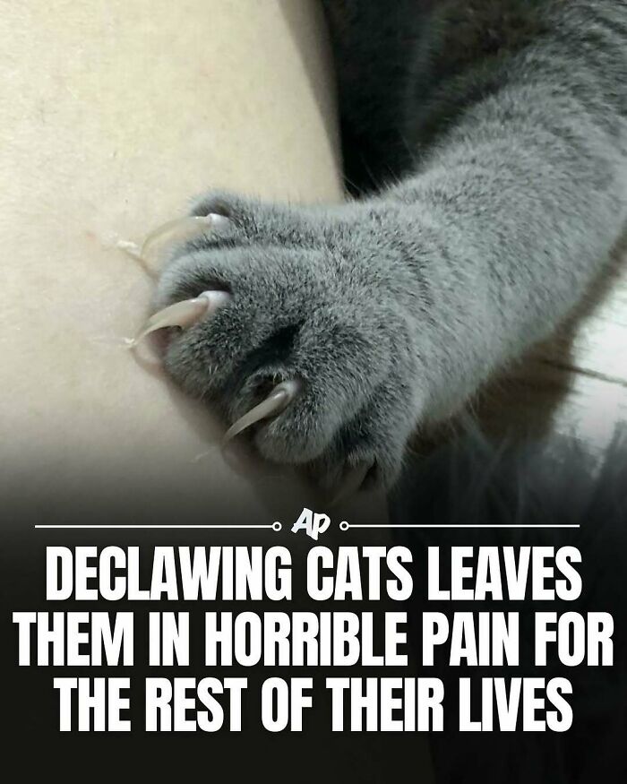63 Interesting And Cool Animal Facts You Don&rsquo;t Actually Need But Will Never Regret Learning