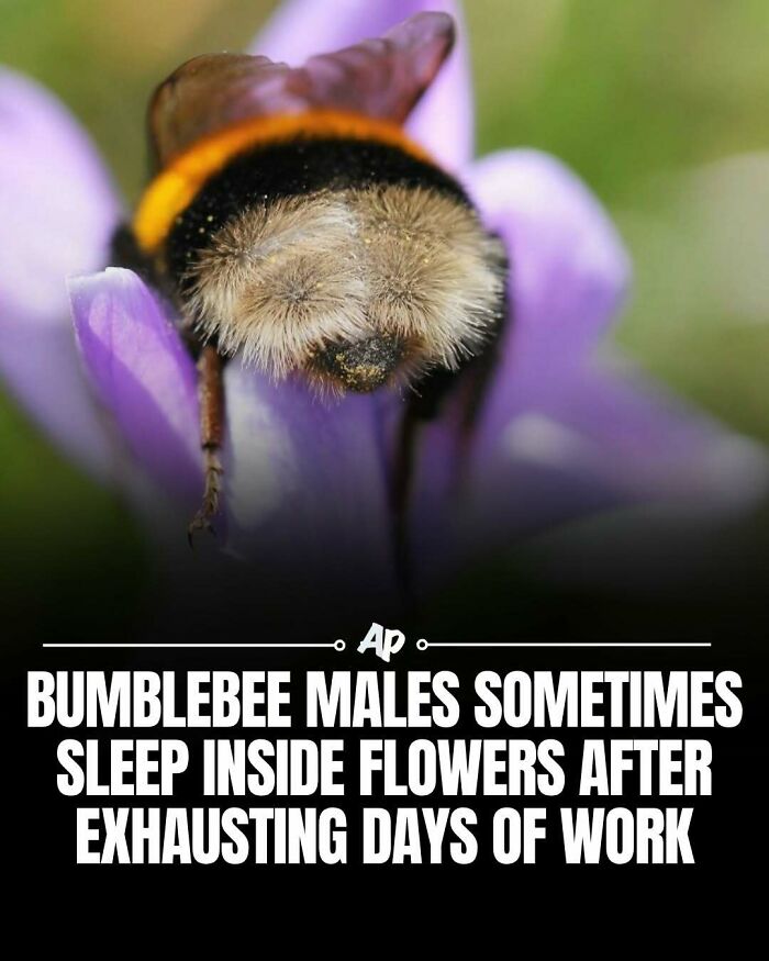 63 Interesting And Cool Animal Facts You Don&rsquo;t Actually Need But Will Never Regret Learning