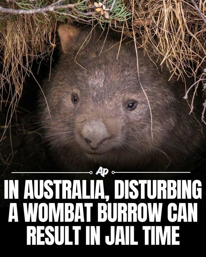 63 Interesting And Cool Animal Facts You Don&rsquo;t Actually Need But Will Never Regret Learning