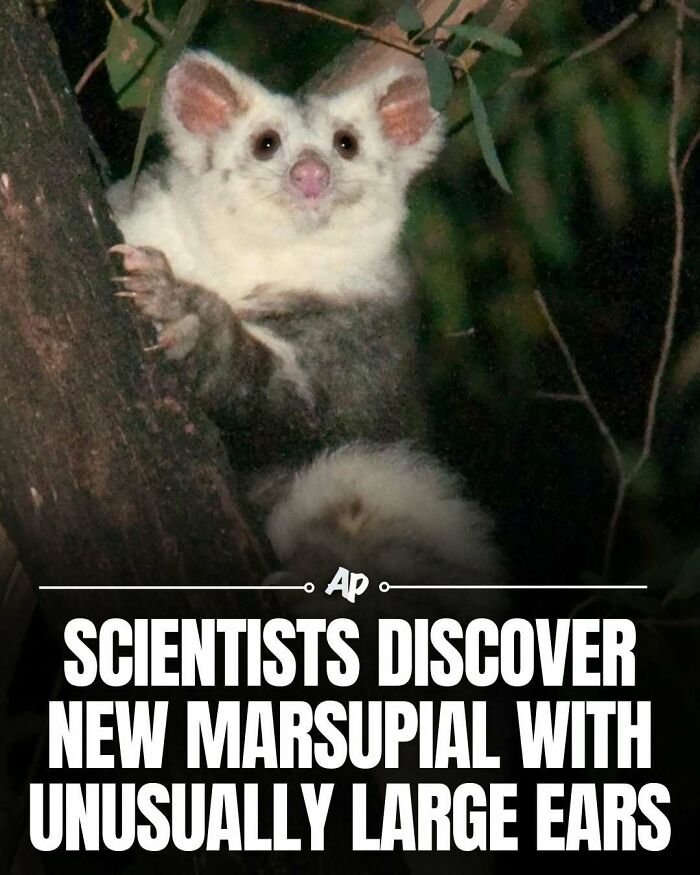 63 Interesting And Cool Animal Facts You Don&rsquo;t Actually Need But Will Never Regret Learning