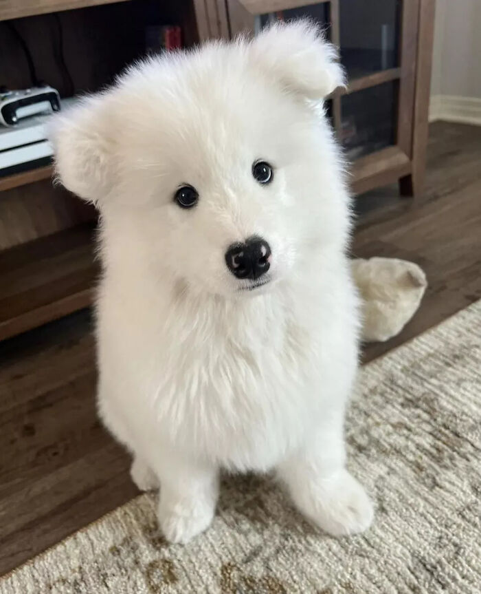 This Instagram Page Is Dedicated To Sharing The Cutest Puppies On The Internet, And Here Are 40 Of Our Favorites This Instagram Page Is Dedicated To Sharing The Cutest Puppies On The Internet, And Here Are 40 Of Our Favorites