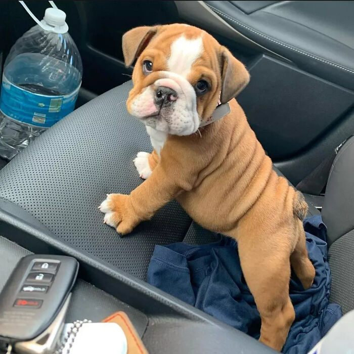 This Instagram Page Is Dedicated To Sharing The Cutest Puppies On The Internet, And Here Are 40 Of Our Favorites This Instagram Page Is Dedicated To Sharing The Cutest Puppies On The Internet, And Here Are 40 Of Our Favorites