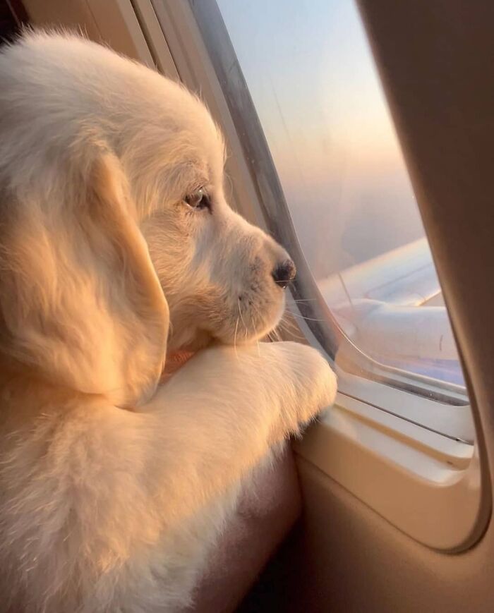 This Instagram Page Is Dedicated To Sharing The Cutest Puppies On The Internet, And Here Are 40 Of Our Favorites This Instagram Page Is Dedicated To Sharing The Cutest Puppies On The Internet, And Here Are 40 Of Our Favorites