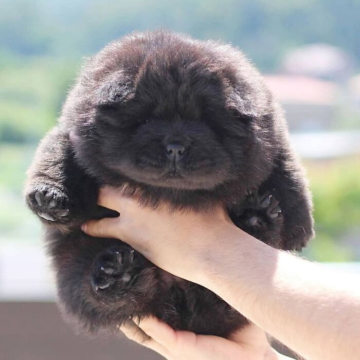 This Instagram Page Is Dedicated To Sharing The Cutest Puppies On The Internet, And Here Are 40 Of Our Favorites This Instagram Page Is Dedicated To Sharing The Cutest Puppies On The Internet, And Here Are 40 Of Our Favorites