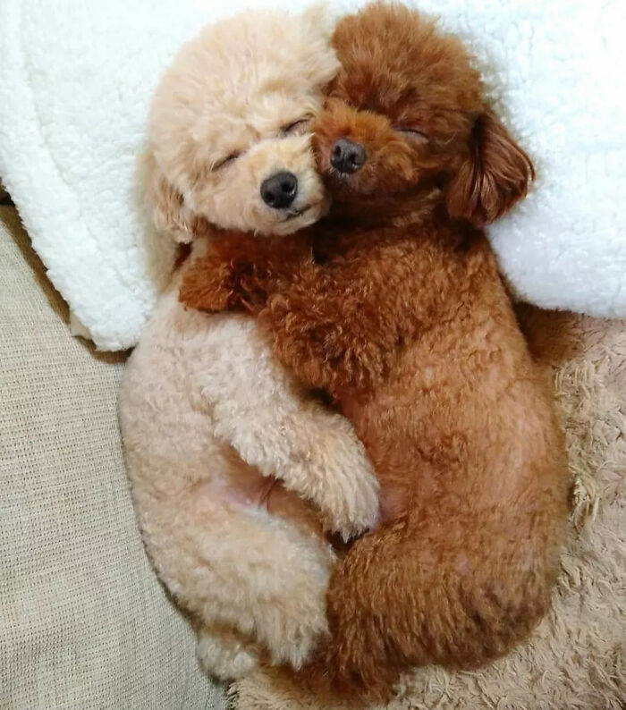 This Instagram Page Is Dedicated To Sharing The Cutest Puppies On The Internet, And Here Are 40 Of Our Favorites This Instagram Page Is Dedicated To Sharing The Cutest Puppies On The Internet, And Here Are 40 Of Our Favorites