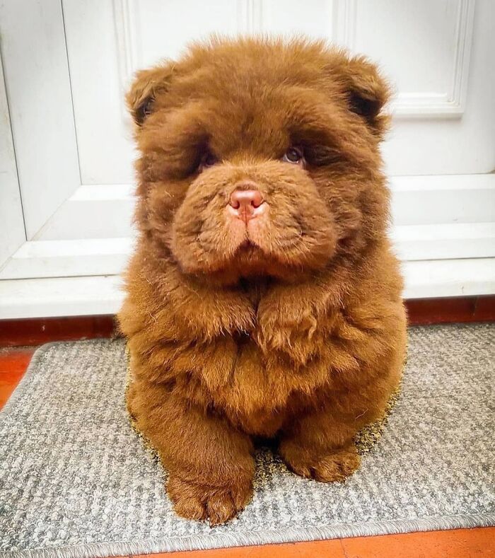 This Instagram Page Is Dedicated To Sharing The Cutest Puppies On The Internet, And Here Are 40 Of Our Favorites This Instagram Page Is Dedicated To Sharing The Cutest Puppies On The Internet, And Here Are 40 Of Our Favorites
