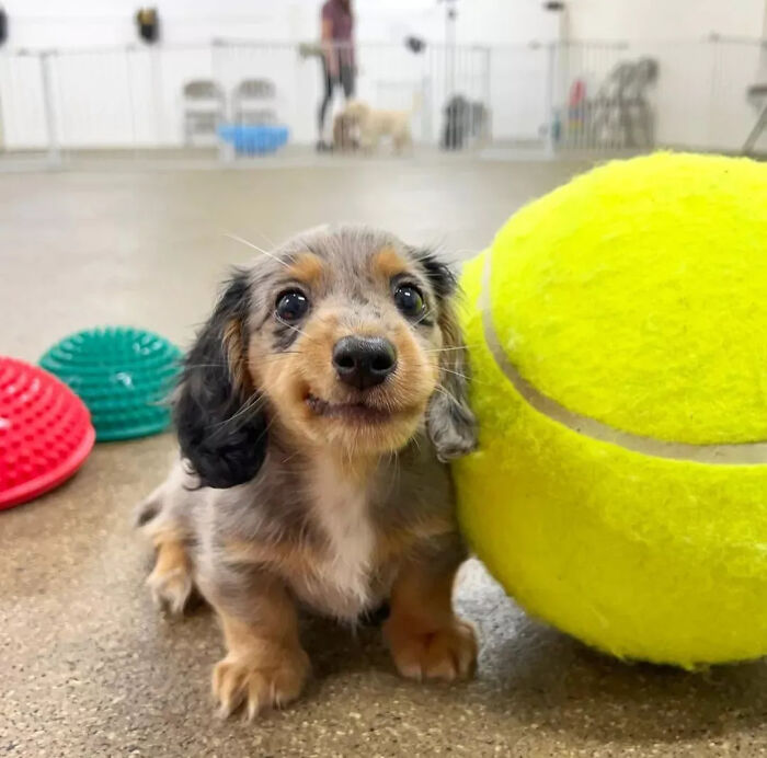 This Instagram Page Is Dedicated To Sharing The Cutest Puppies On The Internet, And Here Are 40 Of Our Favorites This Instagram Page Is Dedicated To Sharing The Cutest Puppies On The Internet, And Here Are 40 Of Our Favorites