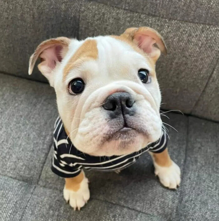This Instagram Page Is Dedicated To Sharing The Cutest Puppies On The Internet, And Here Are 40 Of Our Favorites This Instagram Page Is Dedicated To Sharing The Cutest Puppies On The Internet, And Here Are 40 Of Our Favorites