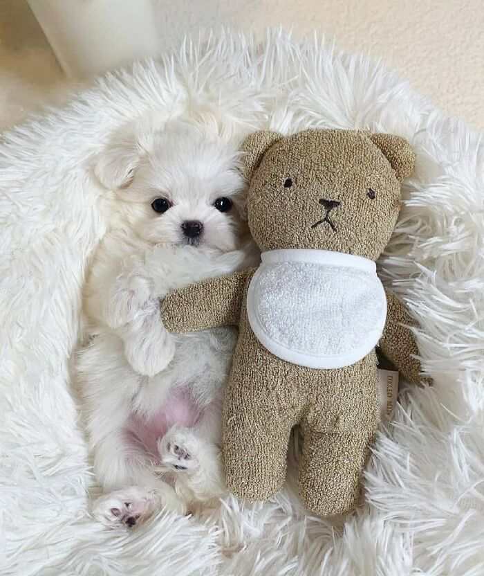 This Instagram Page Is Dedicated To Sharing The Cutest Puppies On The Internet, And Here Are 40 Of Our Favorites This Instagram Page Is Dedicated To Sharing The Cutest Puppies On The Internet, And Here Are 40 Of Our Favorites