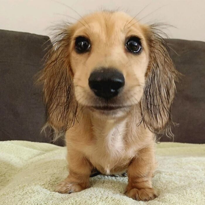 This Instagram Page Is Dedicated To Sharing The Cutest Puppies On The Internet, And Here Are 40 Of Our Favorites This Instagram Page Is Dedicated To Sharing The Cutest Puppies On The Internet, And Here Are 40 Of Our Favorites