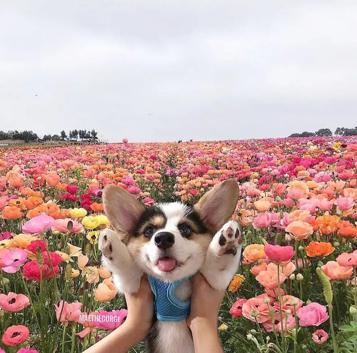 This Instagram Page Is Dedicated To Sharing The Cutest Puppies On The Internet, And Here Are 40 Of Our Favorites This Instagram Page Is Dedicated To Sharing The Cutest Puppies On The Internet, And Here Are 40 Of Our Favorites