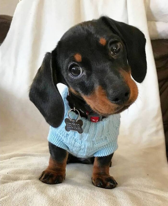 This Instagram Page Is Dedicated To Sharing The Cutest Puppies On The Internet, And Here Are 40 Of Our Favorites This Instagram Page Is Dedicated To Sharing The Cutest Puppies On The Internet, And Here Are 40 Of Our Favorites