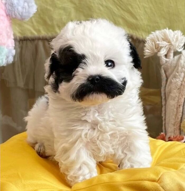 This Instagram Page Is Dedicated To Sharing The Cutest Puppies On The Internet, And Here Are 40 Of Our Favorites This Instagram Page Is Dedicated To Sharing The Cutest Puppies On The Internet, And Here Are 40 Of Our Favorites