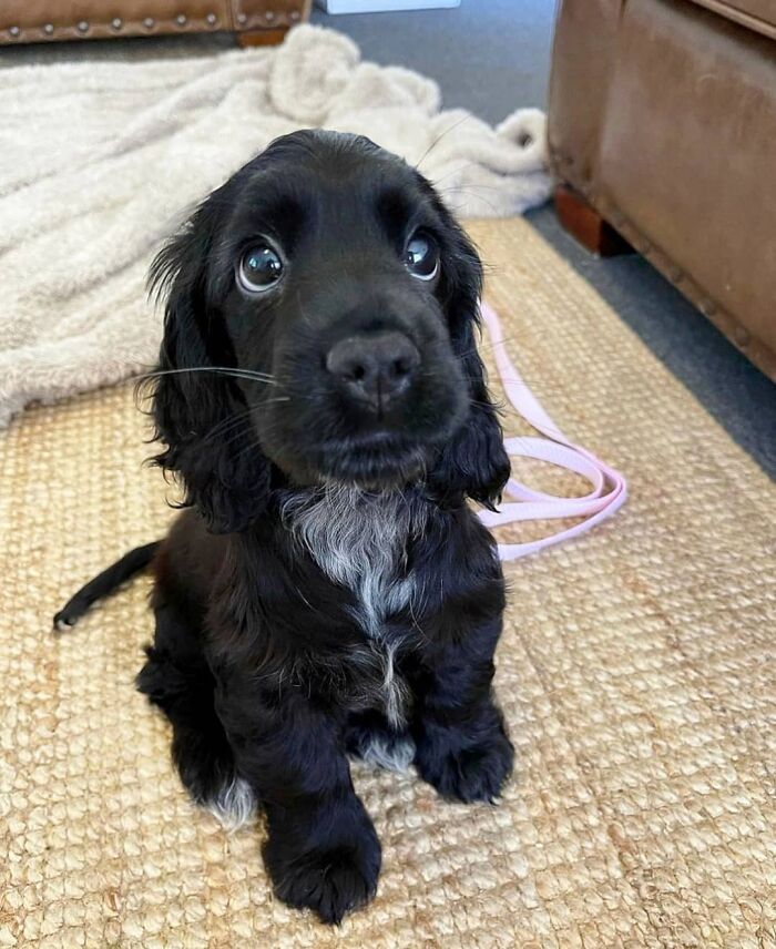 This Instagram Page Is Dedicated To Sharing The Cutest Puppies On The Internet, And Here Are 40 Of Our Favorites This Instagram Page Is Dedicated To Sharing The Cutest Puppies On The Internet, And Here Are 40 Of Our Favorites