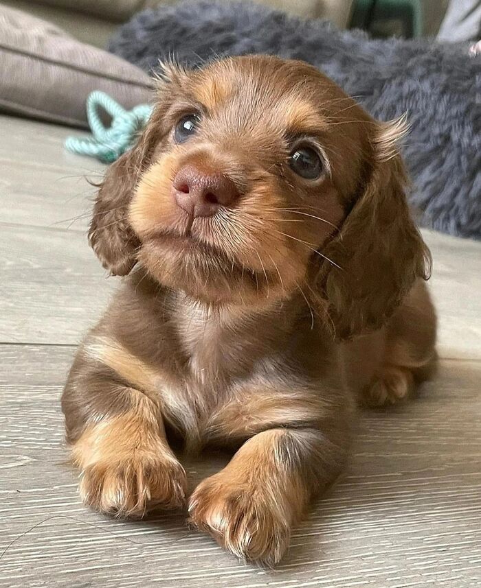 This Instagram Page Is Dedicated To Sharing The Cutest Puppies On The Internet, And Here Are 40 Of Our Favorites This Instagram Page Is Dedicated To Sharing The Cutest Puppies On The Internet, And Here Are 40 Of Our Favorites