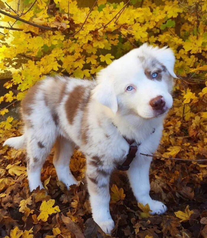 This Instagram Page Is Dedicated To Sharing The Cutest Puppies On The Internet, And Here Are 40 Of Our Favorites This Instagram Page Is Dedicated To Sharing The Cutest Puppies On The Internet, And Here Are 40 Of Our Favorites
