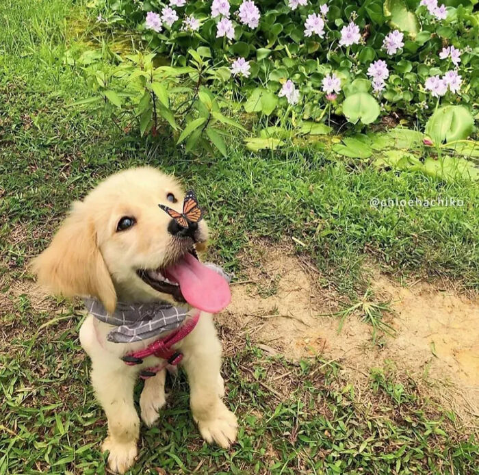 This Instagram Page Is Dedicated To Sharing The Cutest Puppies On The Internet, And Here Are 40 Of Our Favorites This Instagram Page Is Dedicated To Sharing The Cutest Puppies On The Internet, And Here Are 40 Of Our Favorites