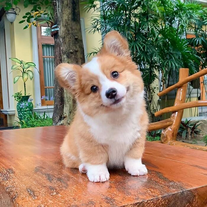 This Instagram Page Is Dedicated To Sharing The Cutest Puppies On The Internet, And Here Are 40 Of Our Favorites This Instagram Page Is Dedicated To Sharing The Cutest Puppies On The Internet, And Here Are 40 Of Our Favorites