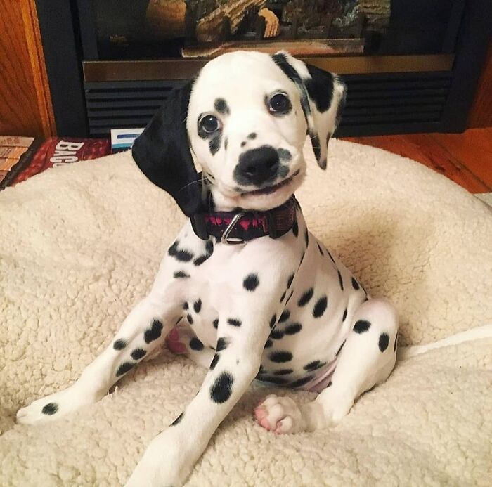 This Instagram Page Is Dedicated To Sharing The Cutest Puppies On The Internet, And Here Are 40 Of Our Favorites This Instagram Page Is Dedicated To Sharing The Cutest Puppies On The Internet, And Here Are 40 Of Our Favorites