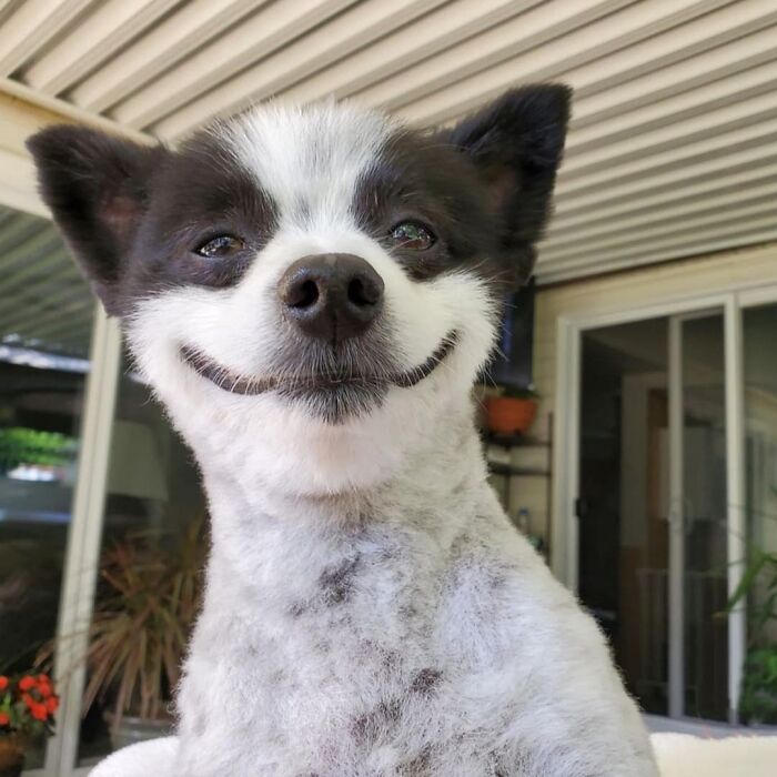 This Instagram Page Is Dedicated To Sharing The Cutest Puppies On The Internet, And Here Are 40 Of Our Favorites This Instagram Page Is Dedicated To Sharing The Cutest Puppies On The Internet, And Here Are 40 Of Our Favorites